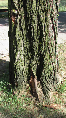Moja topola